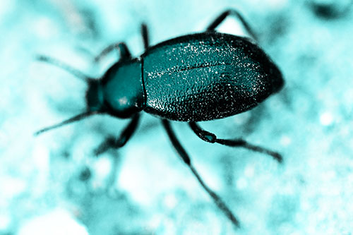Dirty Shelled Beetle Among Dirt (Cyan Tone Photo)