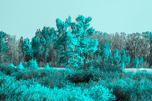 Distant Autumn Trees Changing Color Among Horizon (Cyan Tone Photo)
