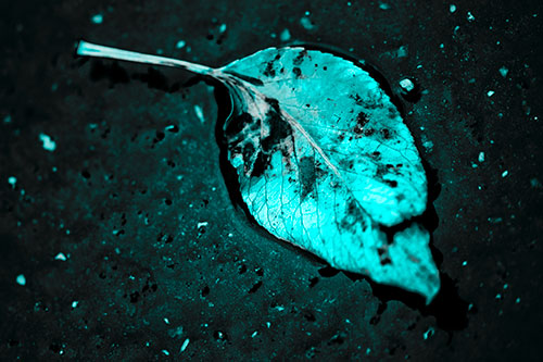 Distressed Rotting Leaf Face Among Wet Pavement (Cyan Tone)