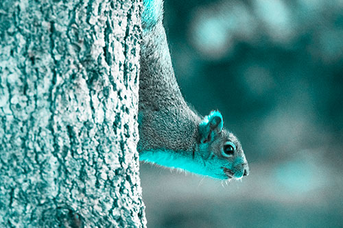Downward Squirrel Yoga Tree Trunk (Cyan Tone Photo)