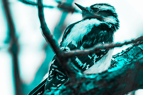 Downy Woodpecker Twists Head Backwards Atop Branch (Cyan Tone Photo)