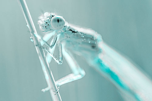 Dragonfly Clamping Onto Grass Blade (Cyan Tone Photo)