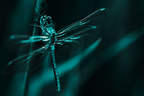 Dragonfly Grabs Ahold Grass Blade (Cyan Tone Photo)