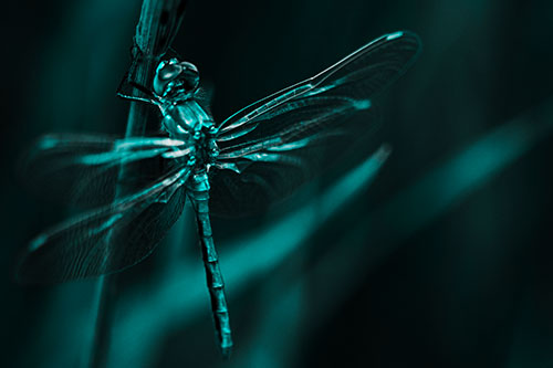 Dragonfly Grabs Ahold Grass Blade (Cyan Tone)