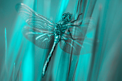 Dragonfly Grabs Grass Blade Batch (Cyan Tone Photo)