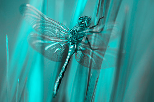 Dragonfly Grabs Grass Blade Batch (Cyan Tone)