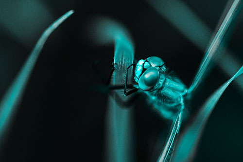 Dragonfly Hugging Grass Blade Tightly (Cyan Tone)