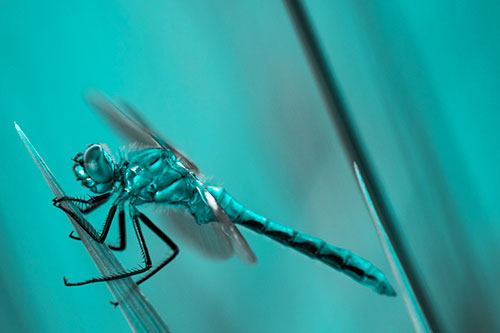 Dragonfly Perched Atop Sloping Grass Blade (Cyan Tone Photo)