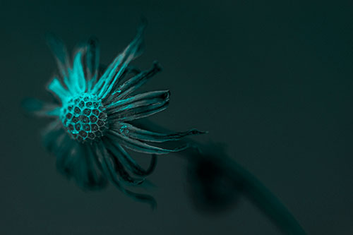 Dried Curling Snowflake Aster Among Darkness (Cyan Tone Photo)