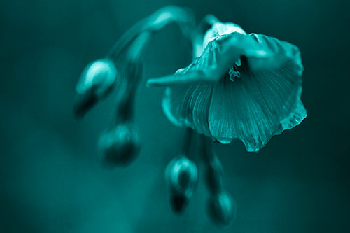 Droopy Flax Flower During Rainstorm (Cyan Tone Photo)
