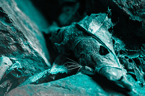 Dry Frowning Leaf Face Resting Between Rocks (Cyan Tone)