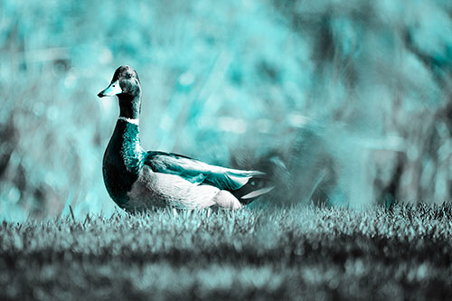 Duck On The Grassy Horizon (Cyan Tone Photo)