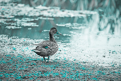 Duck Walking Through Algae For A Lake Swim (Cyan Tone Photo)