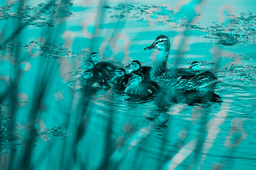 Ducklings Surround Mother Mallard (Cyan Tone Photo)