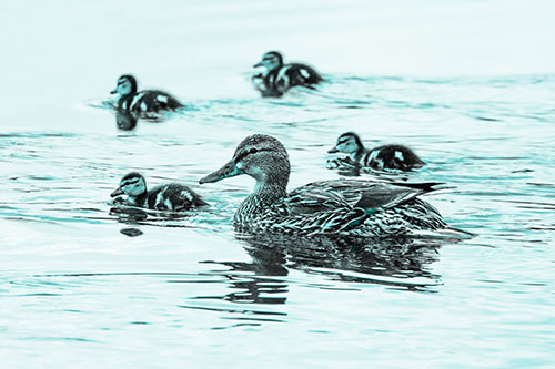 Ducklings Swim Along Mother Mallard Duck (Cyan Tone)