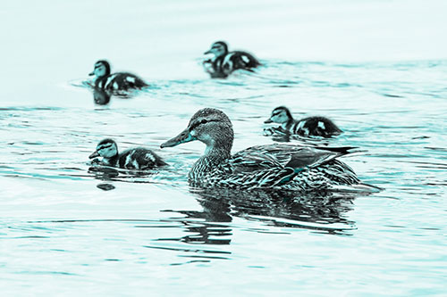 Ducklings Swim Along Mother Mallard Duck (Cyan Tone Photo)