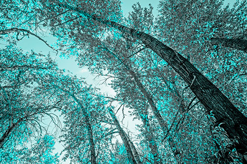 Early Autumn Trees Curving Among Sunlight (Cyan Tone)