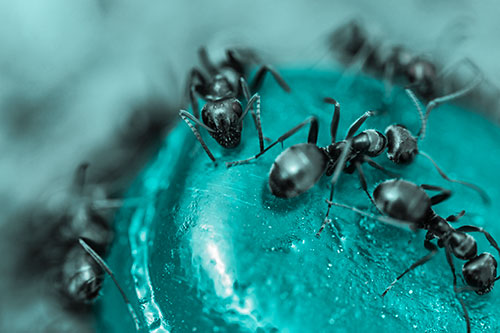 Excited Carpenter Ants Feasting Among Sugary Food Source (Cyan Tone Photo)