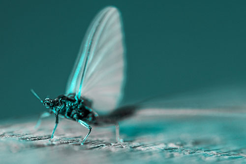 Excited Open Mouthed Mayfly Watches Sunrise (Cyan Tone)