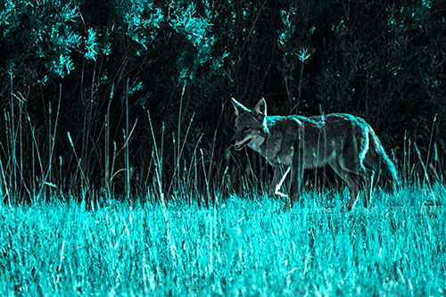 Exhausted Coyote Strolling Along Sidewalk (Cyan Tone)
