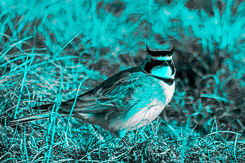 Eye Contact With A Horned Lark (Cyan Tone Photo)