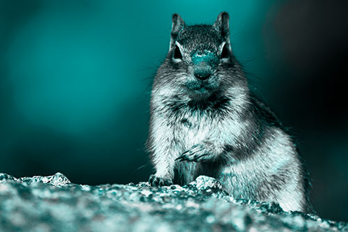 Eye Contact With Wild Ground Squirrel (Cyan Tone Photo)