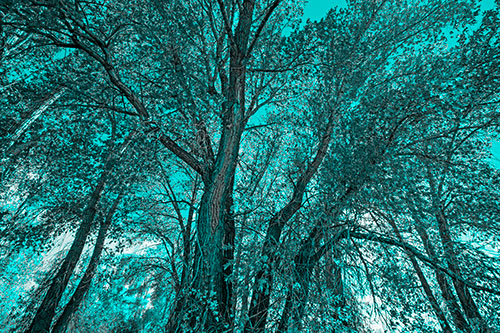 Fall Changing Autumn Tree Canopy Color (Cyan Tone Photo)