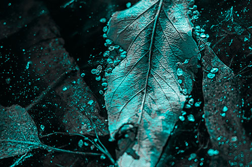 Fallen Autumn Leaf Face Rests Atop Ice (Cyan Tone Photo)