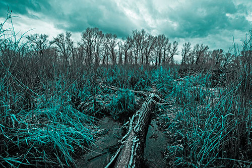 Fallen Snow Covered Tree Log Among Reed Grass (Cyan Tone)