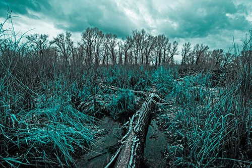 Fallen Snow Covered Tree Log Among Reed Grass (Cyan Tone Photo)