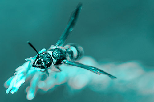 Feisty Wasp Gazes Upwards Among Plant Top (Cyan Tone)