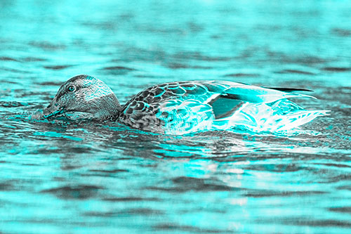Female Mallard Duck Feasting Among River Water (Cyan Tone)