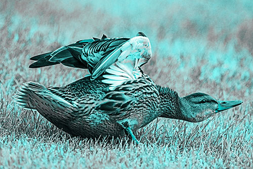 Female Mallard Duck Stretching Among Cut Grass (Cyan Tone)