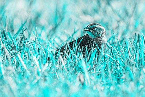 Female Red Winged Blackbird Taking Gander Among Grass (Cyan Tone)