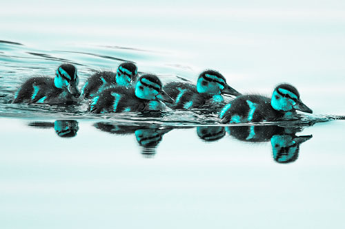 Five Baby Mallard Ducklings Swimming Across Lake Water (Cyan Tone)