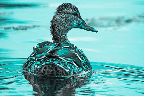 Floating Female Mallard Duck Glancing Sideways (Cyan Tone Photo)