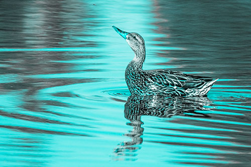Floating Mallard Duck Watches Dragonfly Buzzing Above (Cyan Tone)