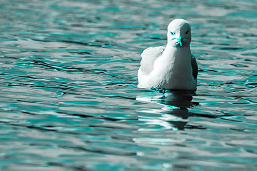 Floating Seagull Making Direct Eye Contact (Cyan Tone)