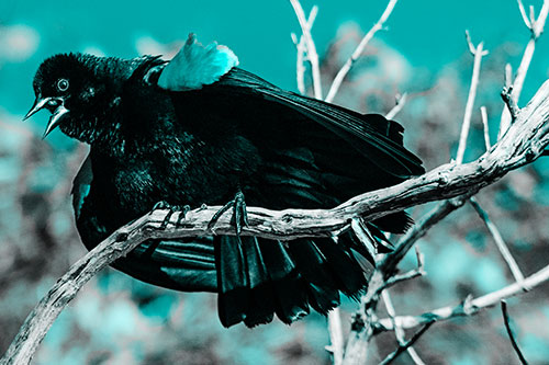 Fluffy Red Winged Blackbird Cawing Among Curving Branch (Cyan Tone)