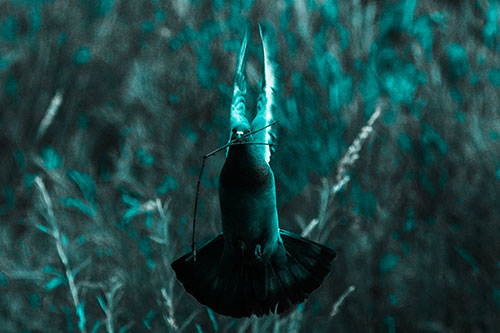 Flying Pigeon Carries Stick In Mouth (Cyan Tone Photo)