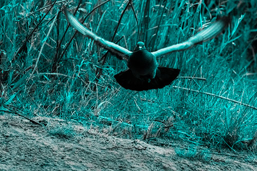 Flying Pigeon Collecting Nest Sticks (Cyan Tone Photo)