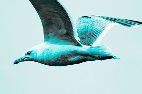 Flying Seagull Close Up During Flight (Cyan Tone Photo)
