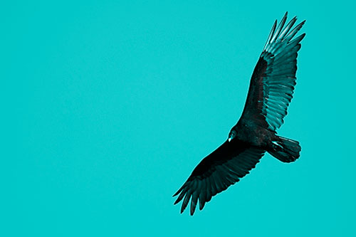 Flying Turkey Vulture Hunts For Food (Cyan Tone Photo)