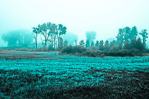 Fog Lingers Beyond Tree Clusters (Cyan Tone Photo)