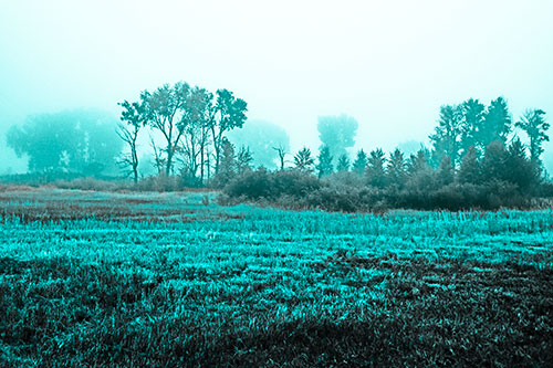 Fog Lingers Beyond Tree Clusters (Cyan Tone)