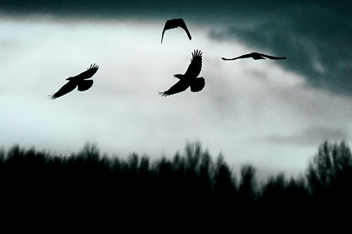 Four Crows Flying Above Trees (Cyan Tone Photo)