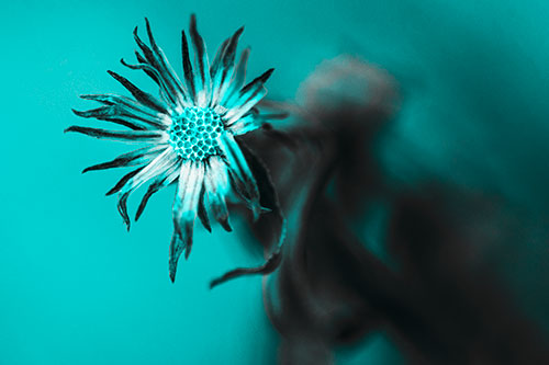 Freezing Aster Flower Shaking Among Wind (Cyan Tone Photo)