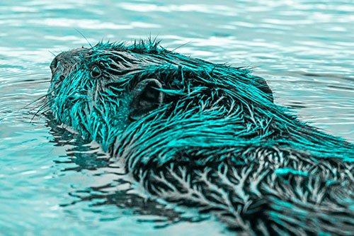 Frightened Beaver Swims Upstream River (Cyan Tone)