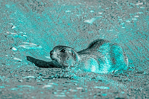 Frightened Russet Ground Squirrel Crouching Atop Dirt Mound (Cyan Tone)