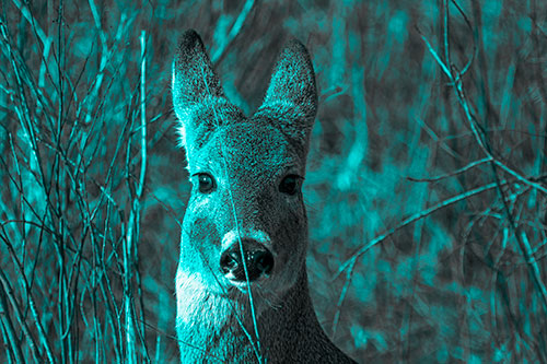 Frightened White Tailed Deer Staring (Cyan Tone)